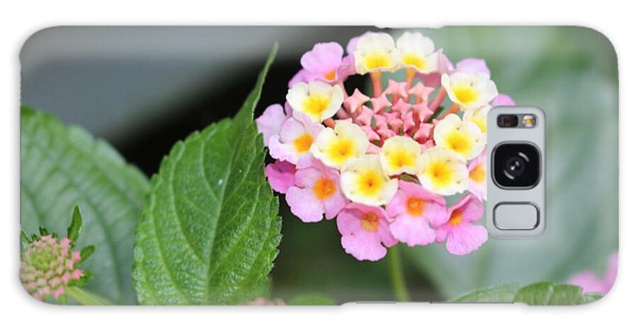 Pink Galaxy S8 Case featuring the photograph Pink Lantana by Christopher Lotito