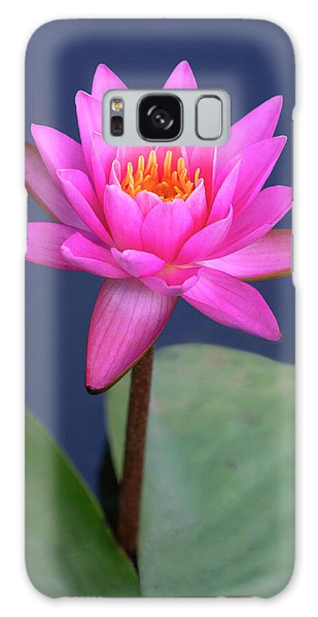 Flower Galaxy Case featuring the photograph Pink on Blue by Art Cole