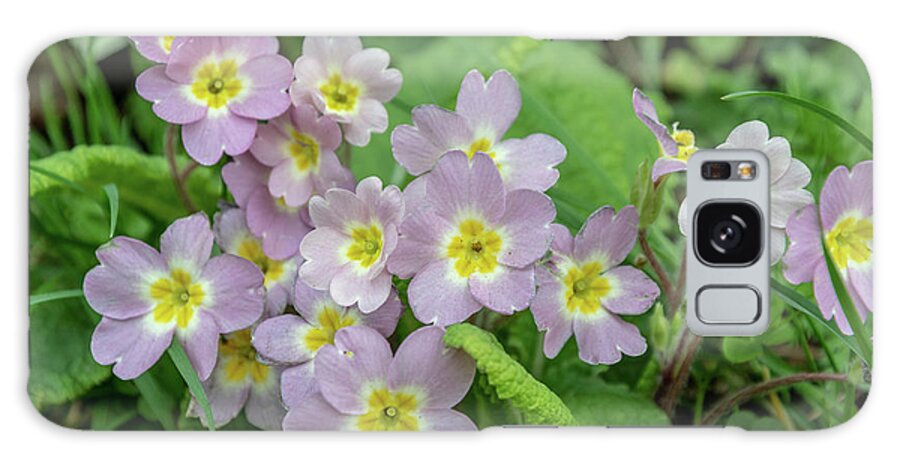 Primrose Galaxy S8 Case featuring the photograph Pink Primroses in Devon by Mark Hunter