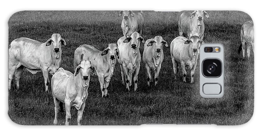 Tennessee Galaxy Case featuring the photograph Please Tell Me You Brought Breakfast, Black and White by Marcy Wielfaert