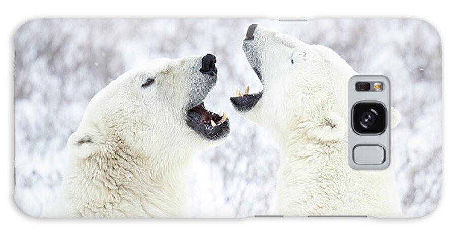 Snow Galaxy Case featuring the photograph Polar Bears Playing In The Snow by Chris Hendrickson