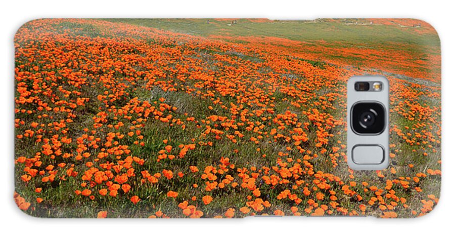 Wildflowers Galaxy Case featuring the photograph Poppy Superbloom 2019 by Brian Tada