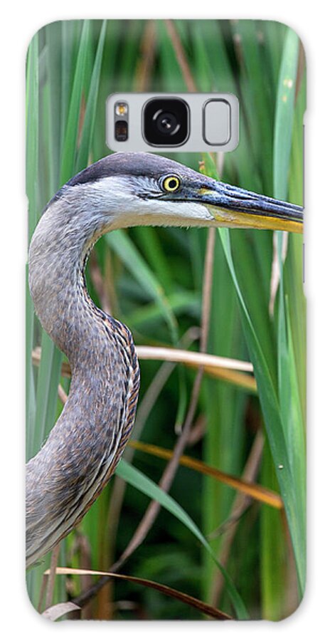 Heron Galaxy Case featuring the photograph Portrait of Great Blue Heron by Alan Raasch
