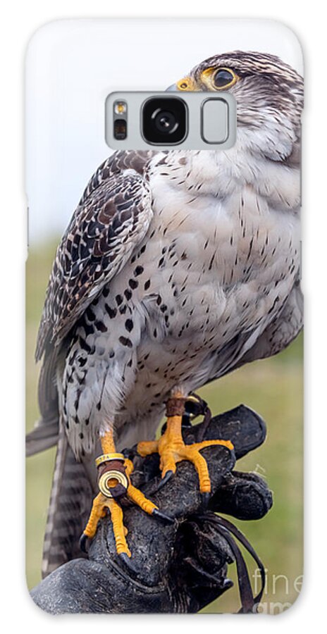 Photography Galaxy Case featuring the photograph Proud Prairie Falcon by Alma Danison