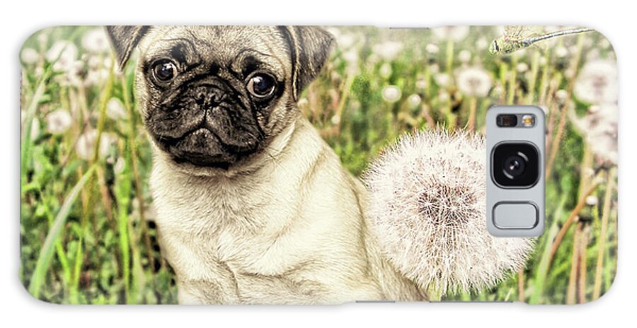 Pug Galaxy Case featuring the photograph Pug With Dandelion by Liz Zernich