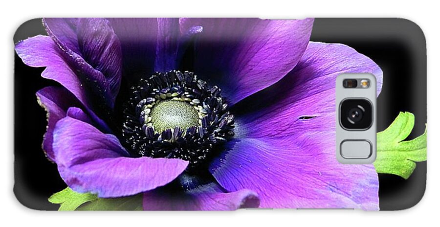 Purple Galaxy Case featuring the photograph Purple Anemone Flower by Gitpix