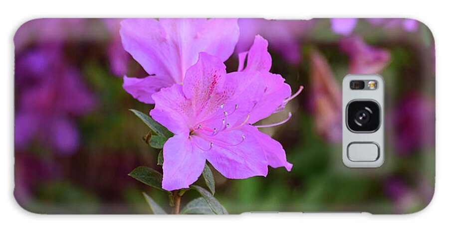 Flowers Galaxy Case featuring the photograph Purple Azaleas in Bloom by Nicole Lloyd
