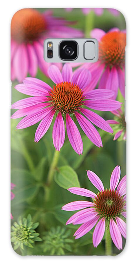 Flower Galaxy Case featuring the photograph Purple Coneflower by Garden Gate magazine