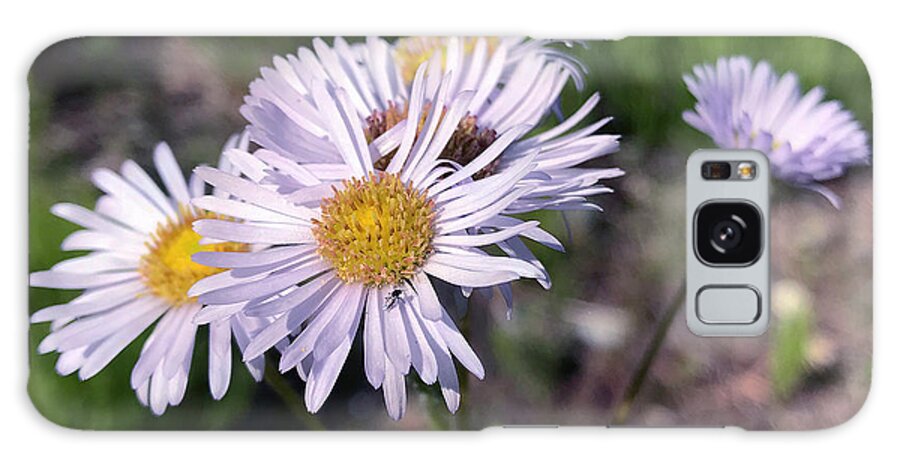 Common Fleabane Galaxy S8 Case featuring the photograph Purple Fleabane 5 by Amy E Fraser