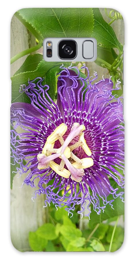 Flower Galaxy Case featuring the photograph Purple Passionflower by Portia Olaughlin