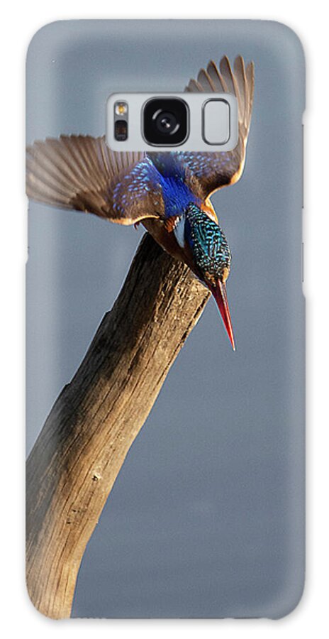 Pygmy Galaxy Case featuring the photograph Pygmy Kingfisher by Patrick Nowotny