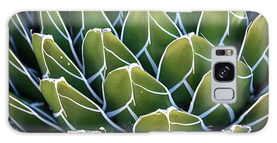 Agave Victoriae-reginae Galaxy Case featuring the photograph Queen Victoria Agave by Eva Lechner