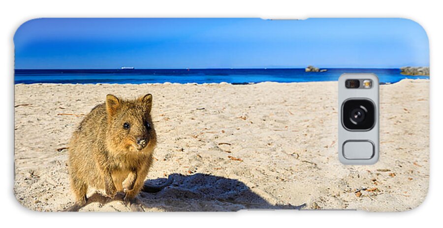 Quokka Galaxy Case featuring the photograph Quokka on the beach by Benny Marty