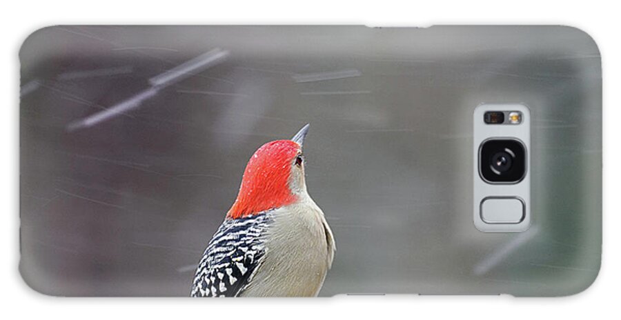 Red-bellied Woodpecker Galaxy Case featuring the photograph Red-bellied Woodpecker in Winter by Diane Giurco