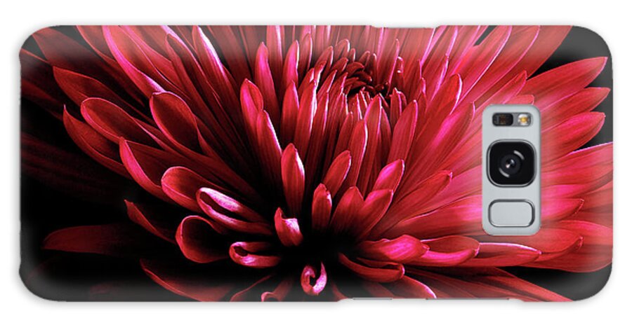 Red Chrysanthemum On Black Galaxy Case featuring the photograph Red Chrysanthemum On Black by Tom Quartermaine