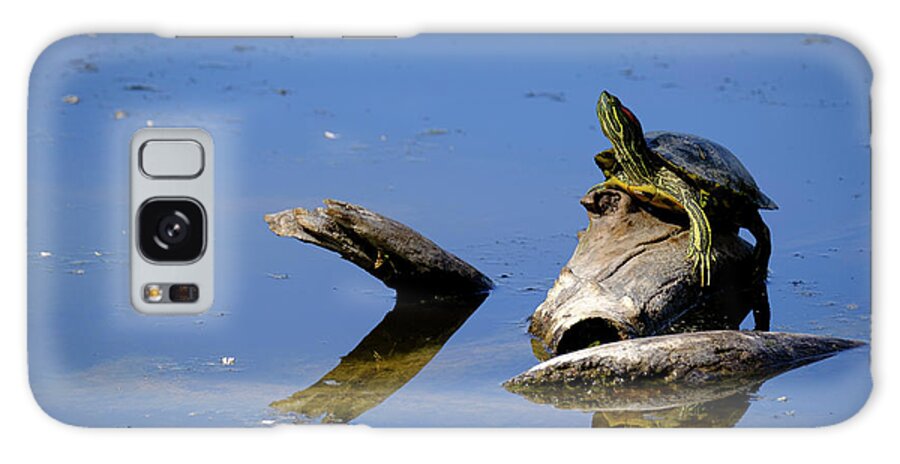 Albuquerque Galaxy Case featuring the photograph Red Eared Slider Basking in the Sun by Mary Lee Dereske