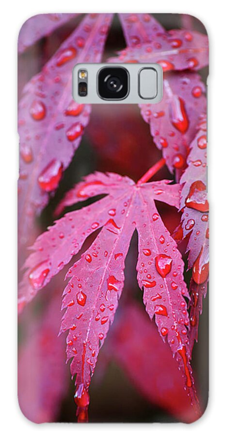 Outdoors Galaxy Case featuring the photograph Red Leaves by Philippe Sainte-laudy Photography