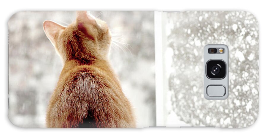 Pets Galaxy Case featuring the photograph Red Male Cat Watching Snow by Ralucahphotography.ro