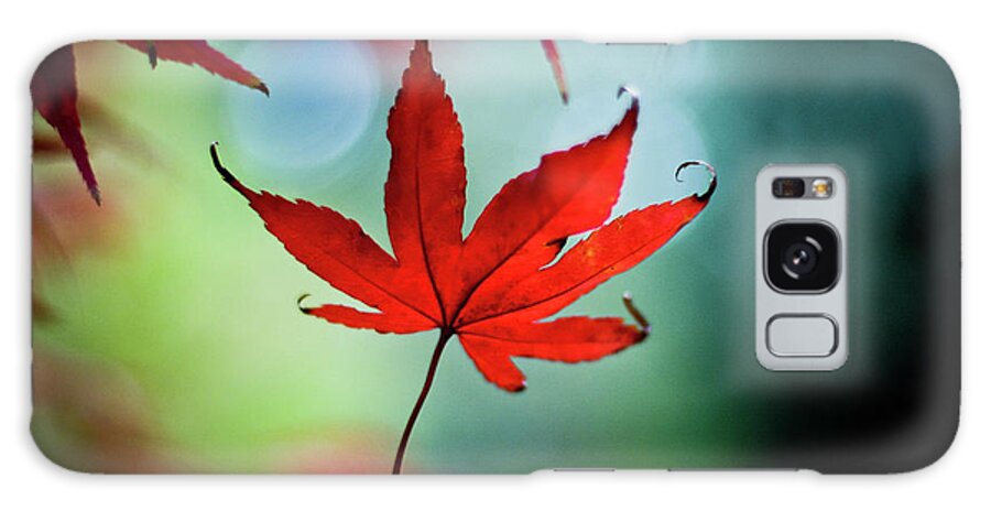 Outdoors Galaxy Case featuring the photograph Red Maple Leaf Falls In Autumn by (c) Harold Lloyd