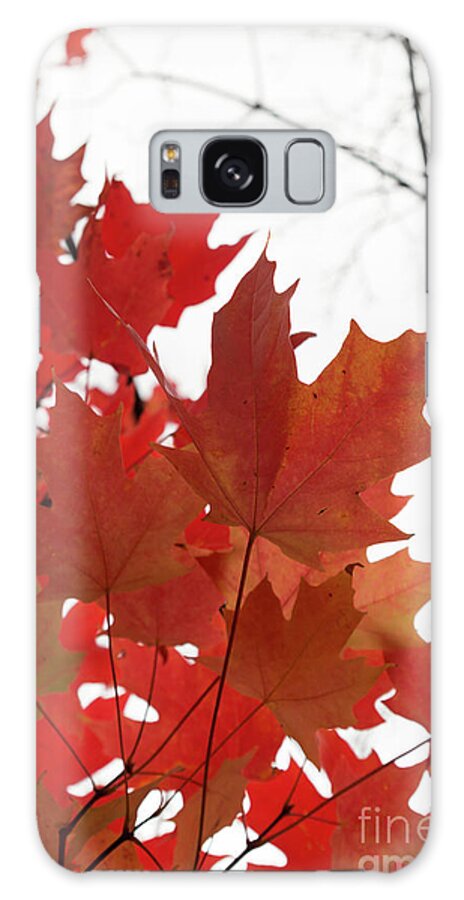 Fall Galaxy Case featuring the photograph Red Maple Leaves 2 by Ana V Ramirez