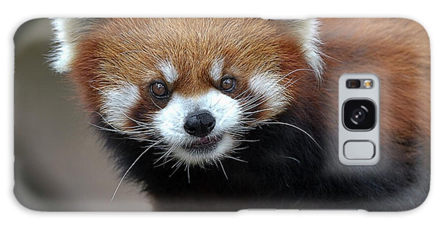 Red Panda Galaxy Case featuring the photograph Red Panda by Galloimages Online