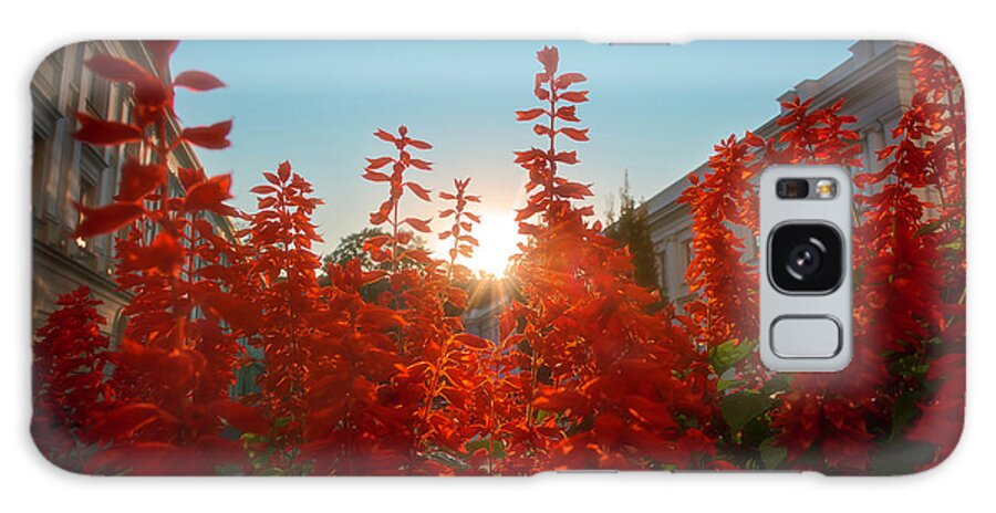Red Galaxy Case featuring the photograph Red Salvia At Sunset by Owen Weber