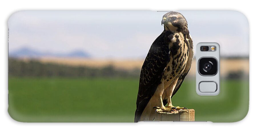 Hawk Galaxy Case featuring the photograph Red Tailed Hawk by Jonathan Thompson