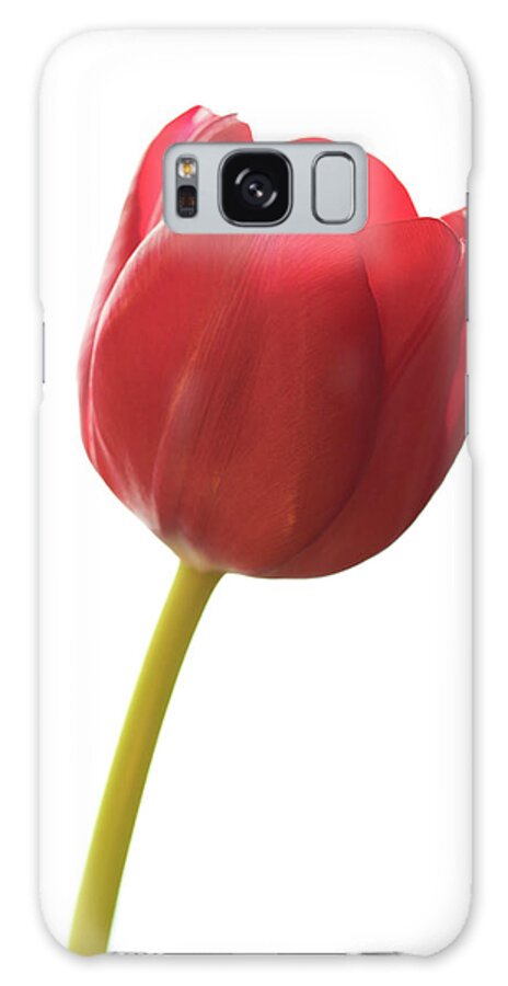 Tulip Galaxy Case featuring the photograph Red Tulip by Kevin Schwalbe