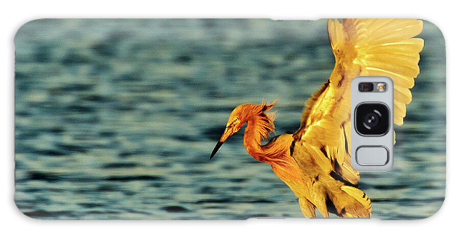 Taking Off Galaxy Case featuring the photograph Reddish Egret In Evening Light by Myer Bornstein - Photo Bee 1