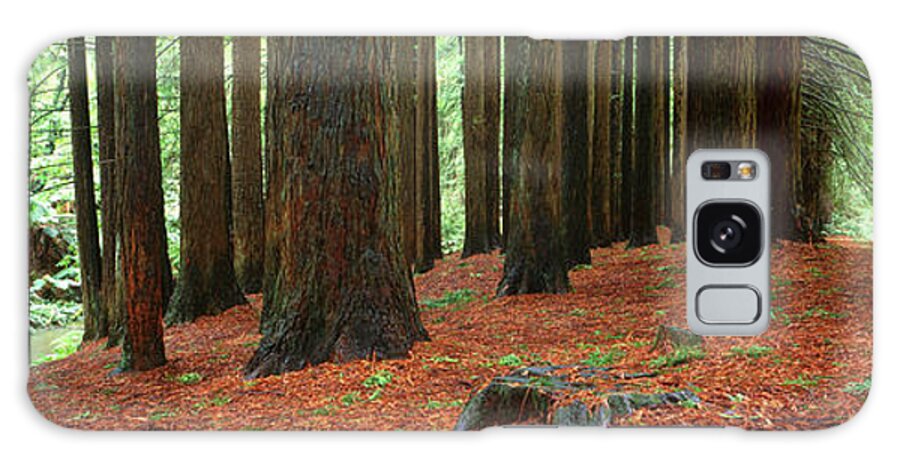 Redwood Trees Galaxy Case featuring the photograph Redwoods 2 by Wayne Bradbury Photography