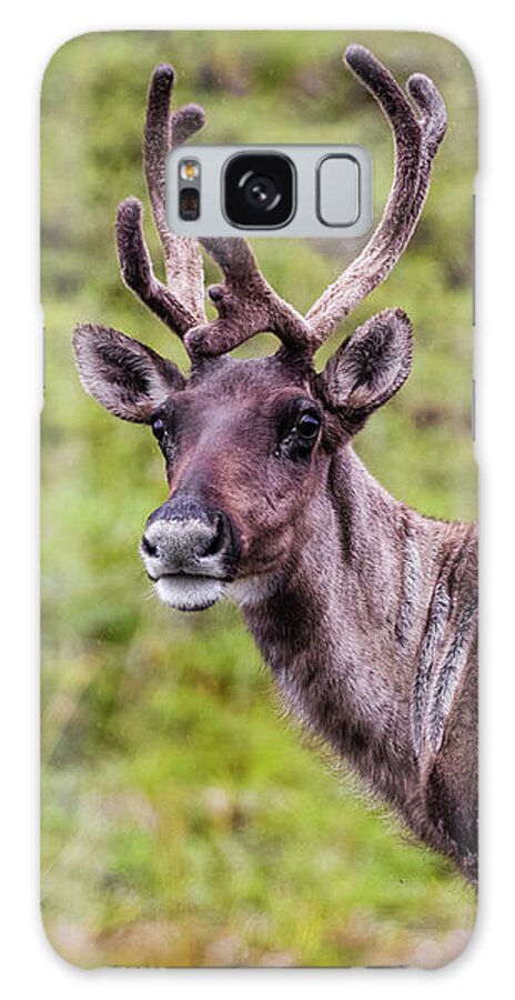 Reindeer Galaxy S8 Case featuring the photograph Reindeer, Denali National Park, Alaska by Lyl Dil Creations