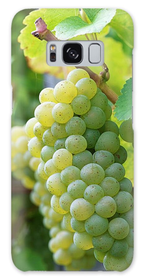 Ip_11318219 Galaxy Case featuring the photograph Riesling Grapes by Feig & Feig