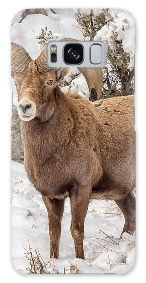 Sheep Galaxy Case featuring the photograph Rio Grande Bighorn by Britt Runyon