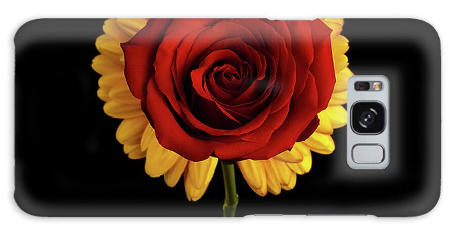 Rose Galaxy Case featuring the photograph Rose on Yellow Flower Black background by Sergey Taran