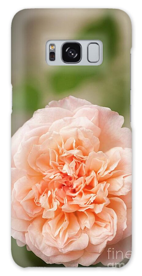 Rose Galaxy Case featuring the photograph Rose (rosa 'duquesa') Flower by Maria Mosolova/science Photo Library
