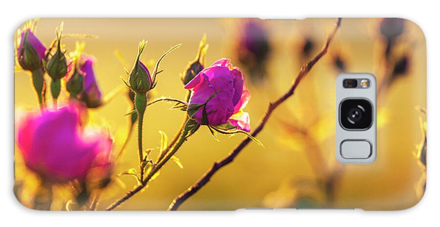 Bulgaria Galaxy Case featuring the photograph Roses In Gold by Evgeni Dinev