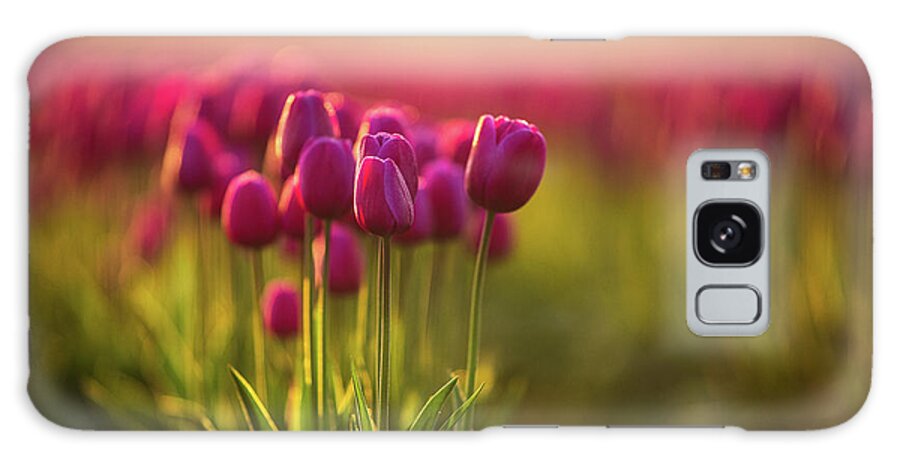 Skagit Galaxy Case featuring the photograph Rows of Magenta Painterly Tulips by Mike Reid