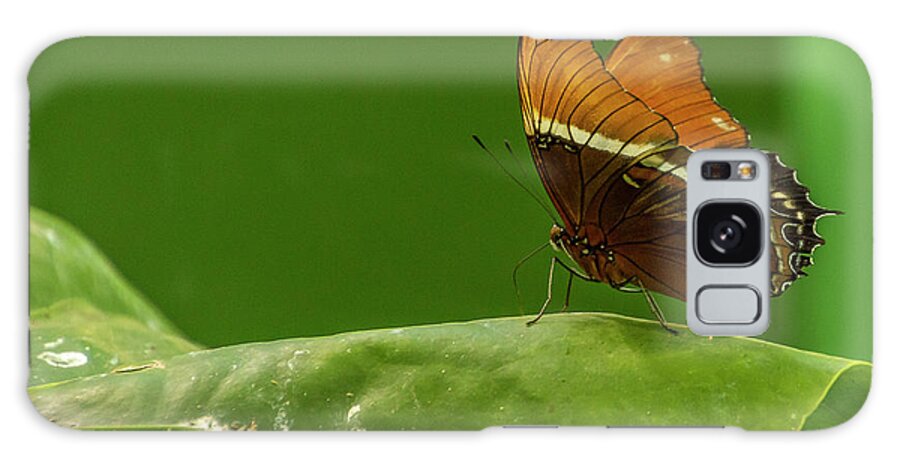 Butterfly Jungle Galaxy Case featuring the photograph Rusty-Tipped Page Butterfly by Donald Pash