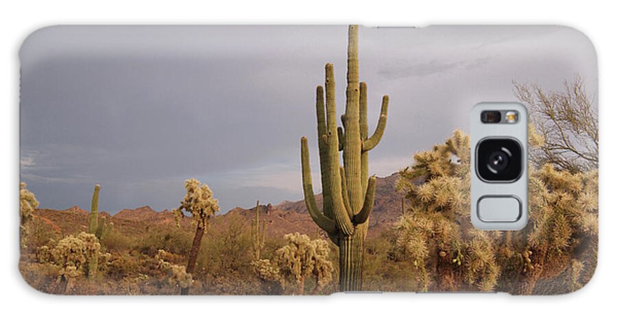 Tranquility Galaxy Case featuring the photograph Saguaro Cactus In The Desert by Steve Lewis Stock