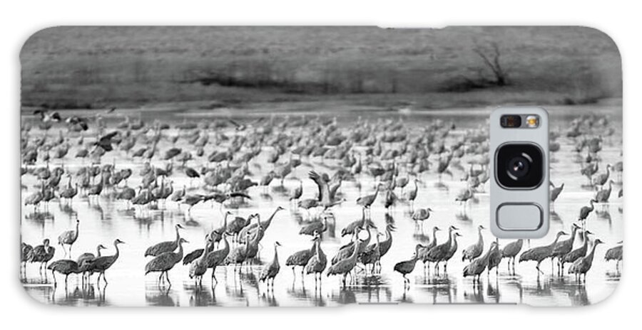 Richard E. Porter Galaxy Case featuring the photograph Sandhill Cranes #2041, Muleshoe Wildlife Refuge, Texas by Richard Porter