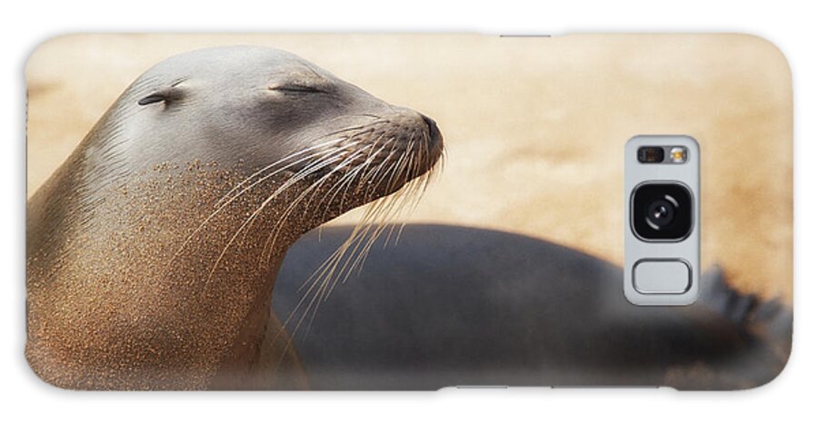 Sea Lion Galaxy Case featuring the photograph Sandy Sleek Serene by Becqi Sherman
