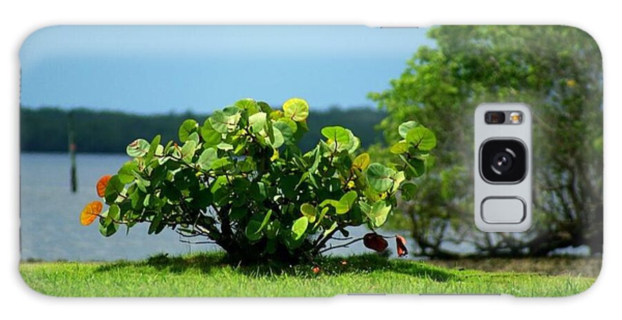 Florida Galaxy Case featuring the photograph Sea Grapes by Lindsey Floyd