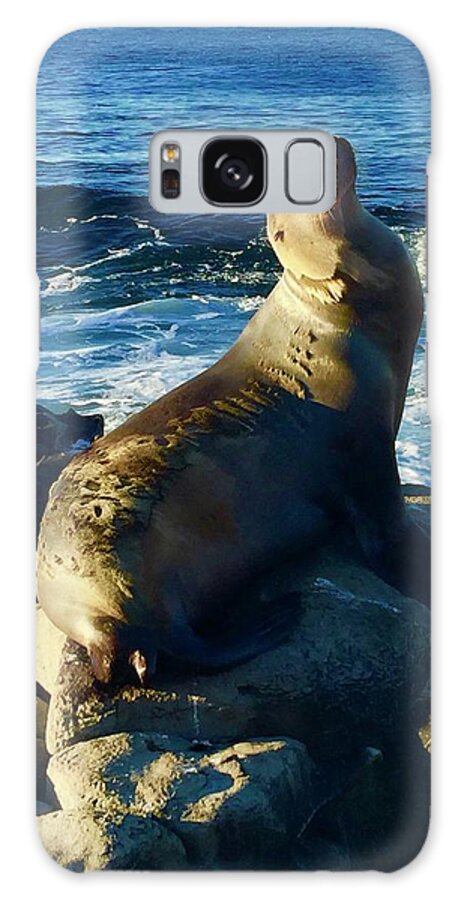 La Galaxy Case featuring the photograph Sea Lion,La Jolla Cove,SD by Bnte Creations