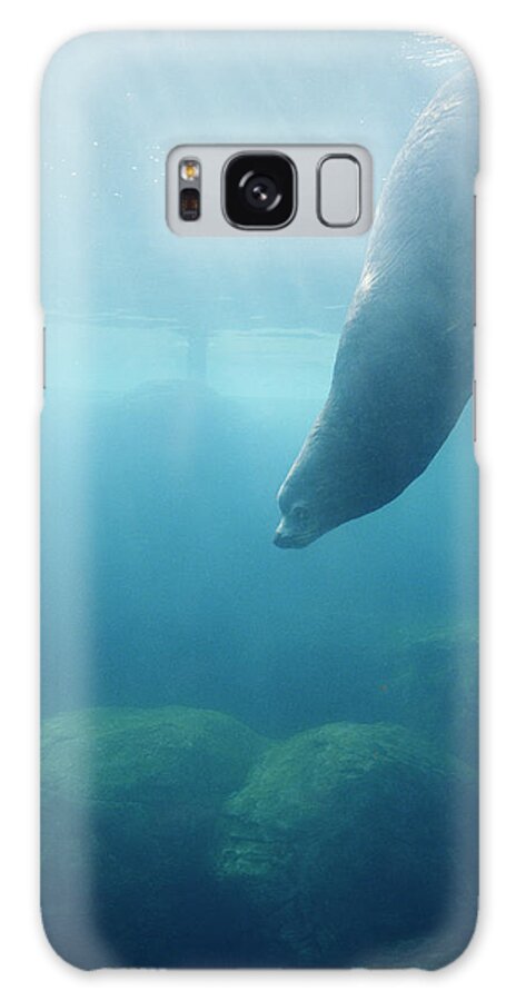 Underwater Galaxy Case featuring the photograph Seal At Aquarium by Lisa Romerein