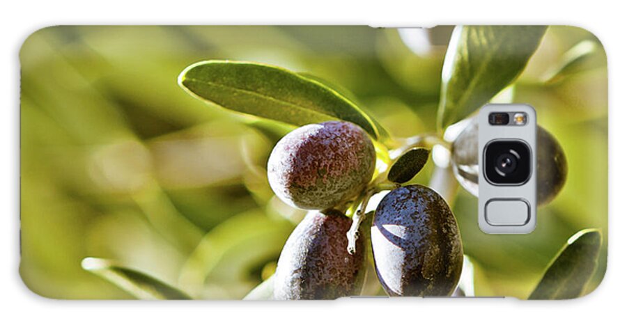 Hanging Galaxy Case featuring the photograph Selective Focus On Tuscan Olives, Italy by Giorgiomagini