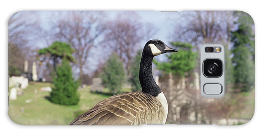 One Animal Galaxy Case featuring the photograph Side View Of Canada Goose by Matt Carr