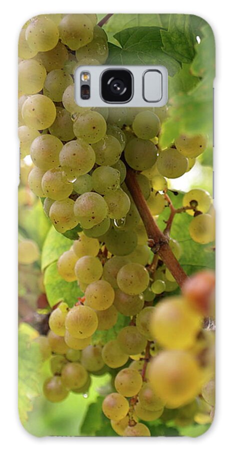 Grapes Galaxy Case featuring the photograph Silver Thread - 2 by Jeffrey Peterson