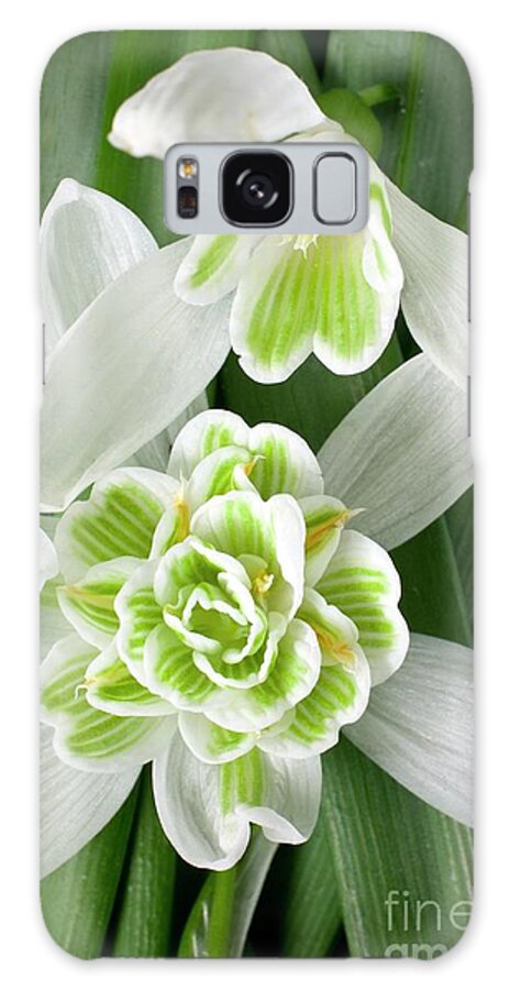 Snowdrop Galaxy Case featuring the photograph Single And Double Snowdrop Flowers by Dr Jeremy Burgess/science Photo Library