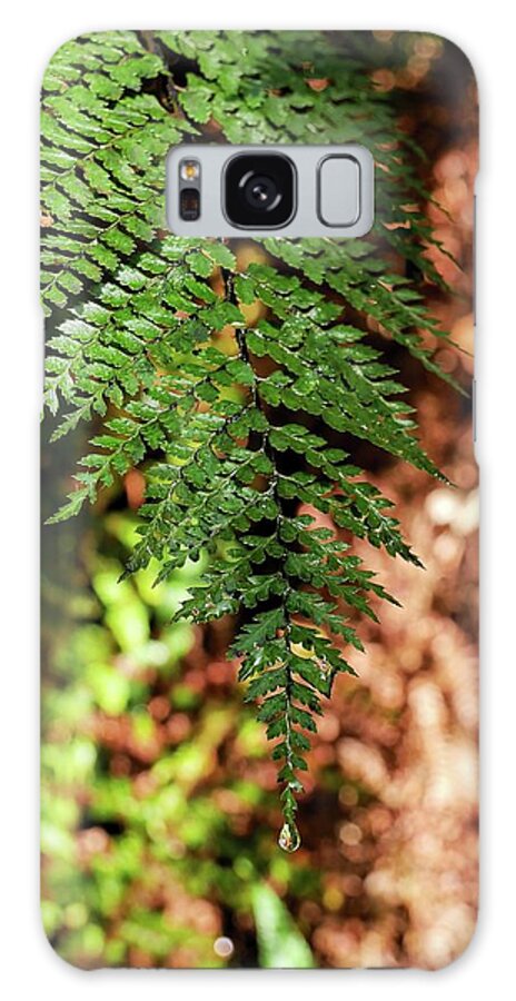 Ferns Galaxy Case featuring the photograph Single fern close up by Martin Smith
