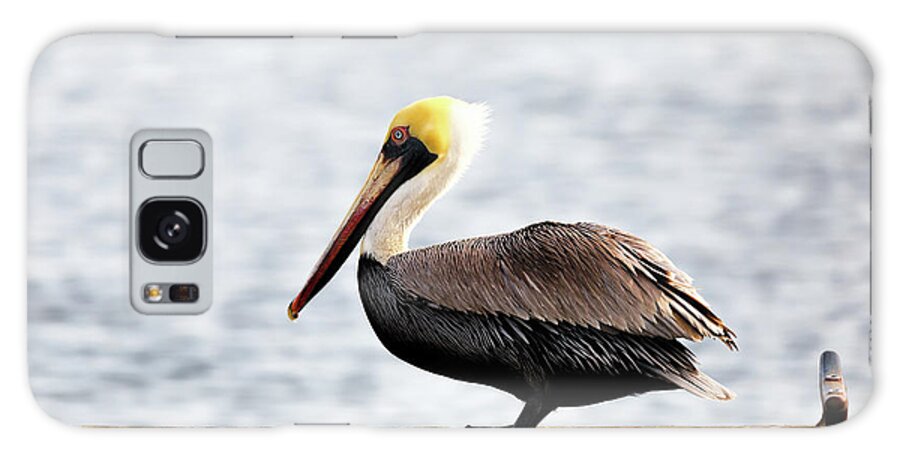 Pelican Galaxy Case featuring the photograph Sitting on the Dock of the Bay by Susan Rissi Tregoning